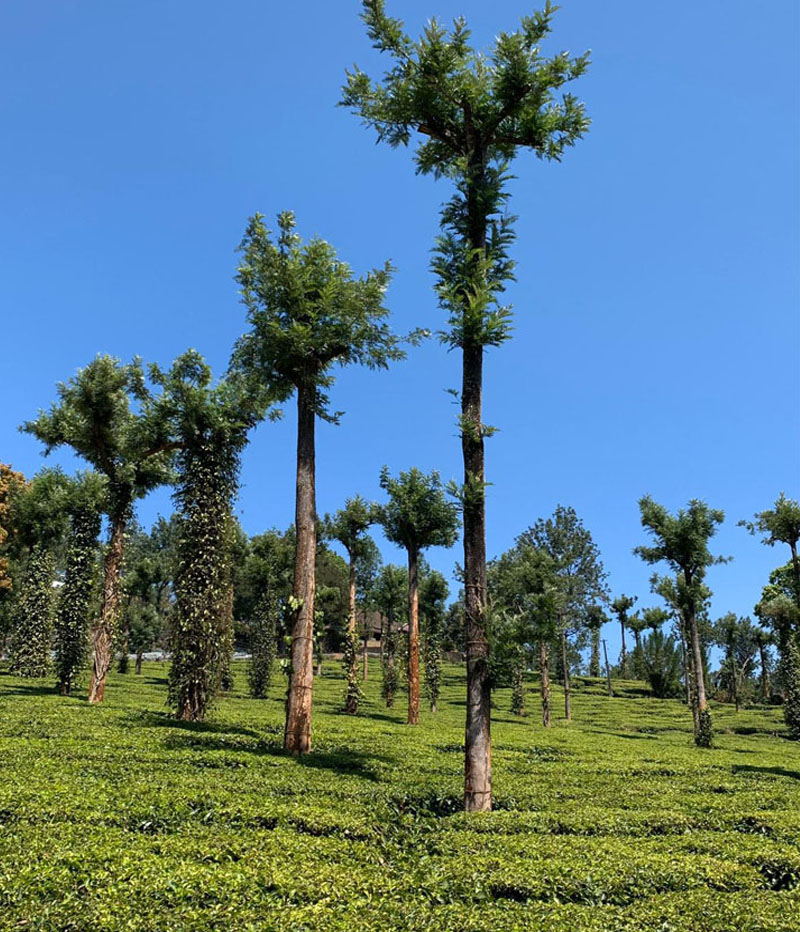 Munnar Destination - Munnar Tour Package - Tea Plantation - Kerala - India - Southern India By Car and Driver