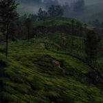 Munnar Destination - Munnar Tour Package - pothamedu view- Kerala - India - Southern India By Car and Driver